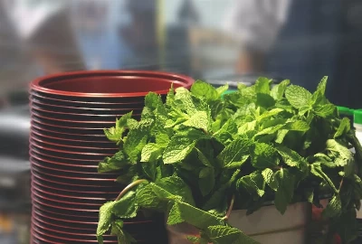 Taste of Tatum: Where to Savor the Flavors in Tatum, TX